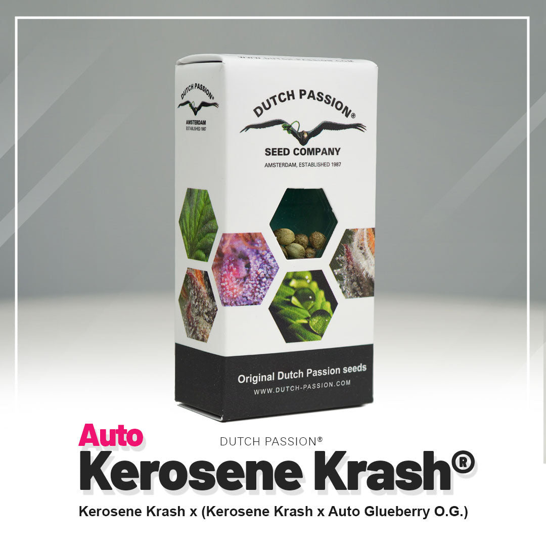 Kerosene Krash - Auto Hanfsamen Verpackung