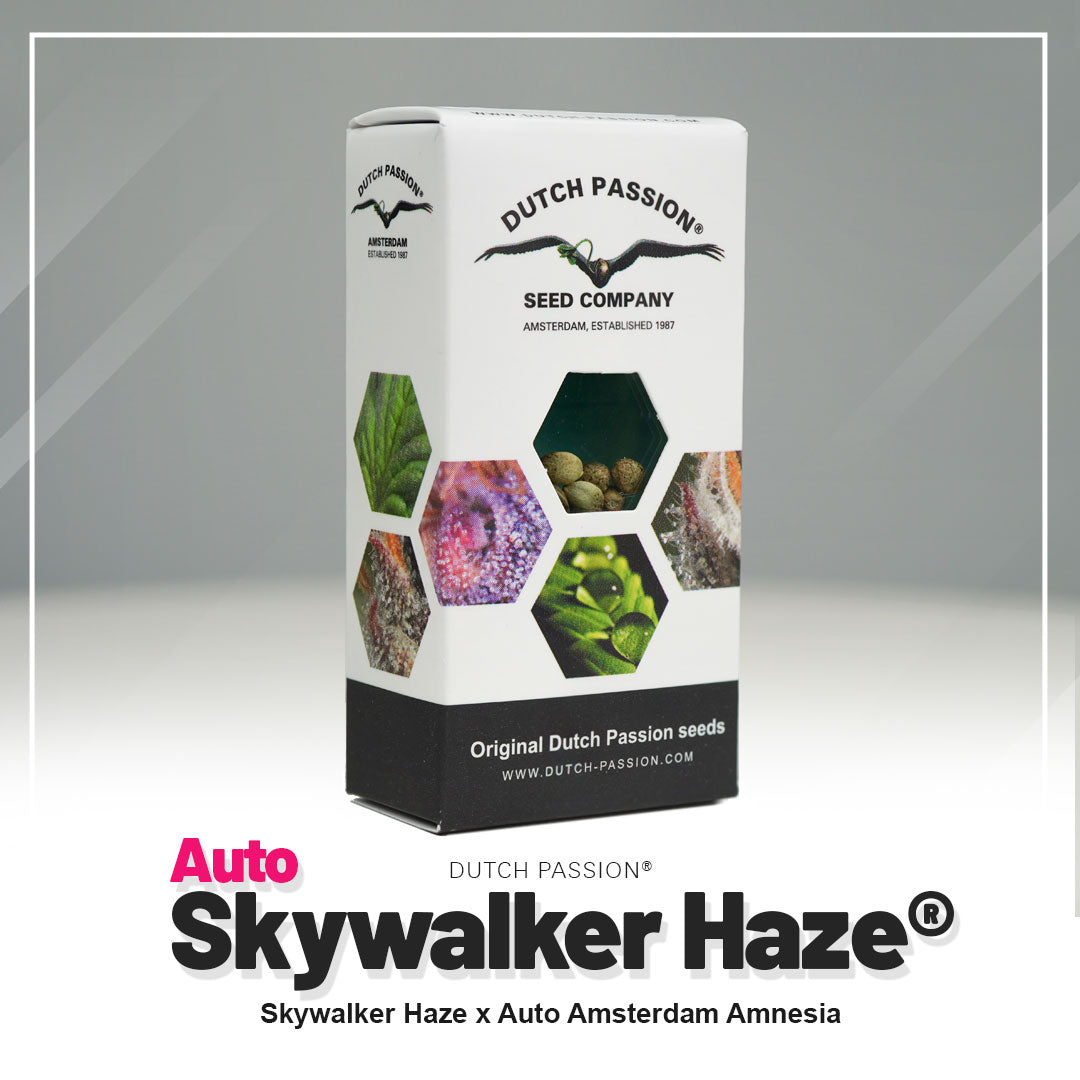 Skywalker Haze - Auto Hanfsamen Verpackung