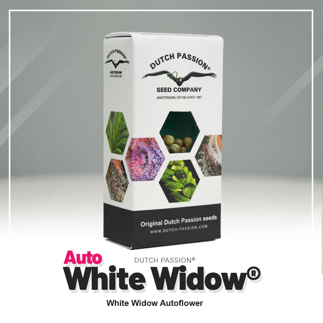 White Widow - Auto Hanfsamen Verpackung