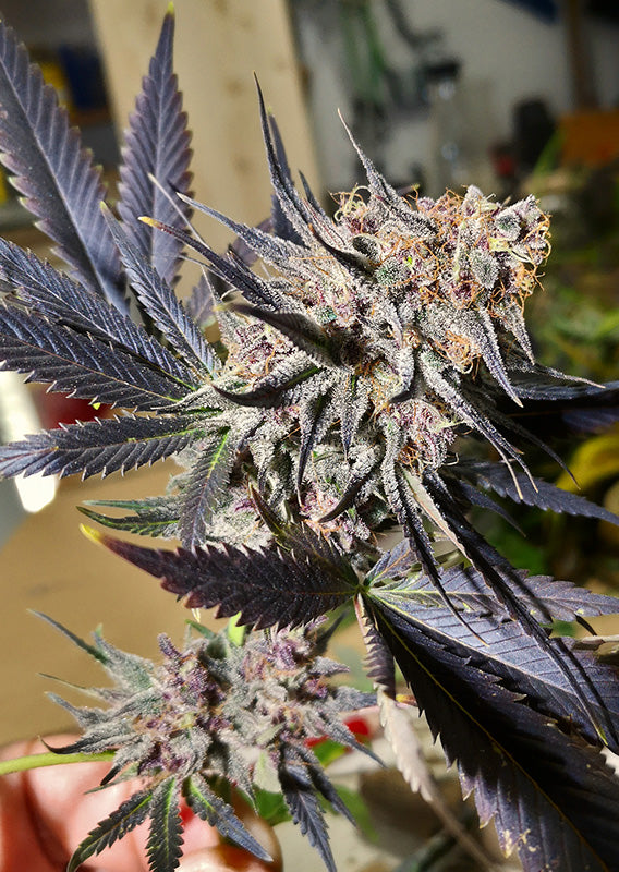 Blueberry - Feminisiert Cannabis Blüte bei Ernte