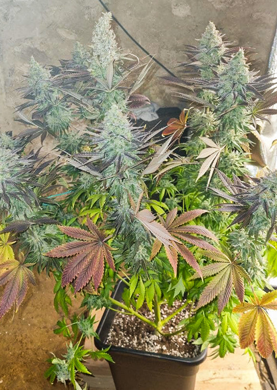 Blueberry - Feminisiert Cannabis Pflanze im Topf
