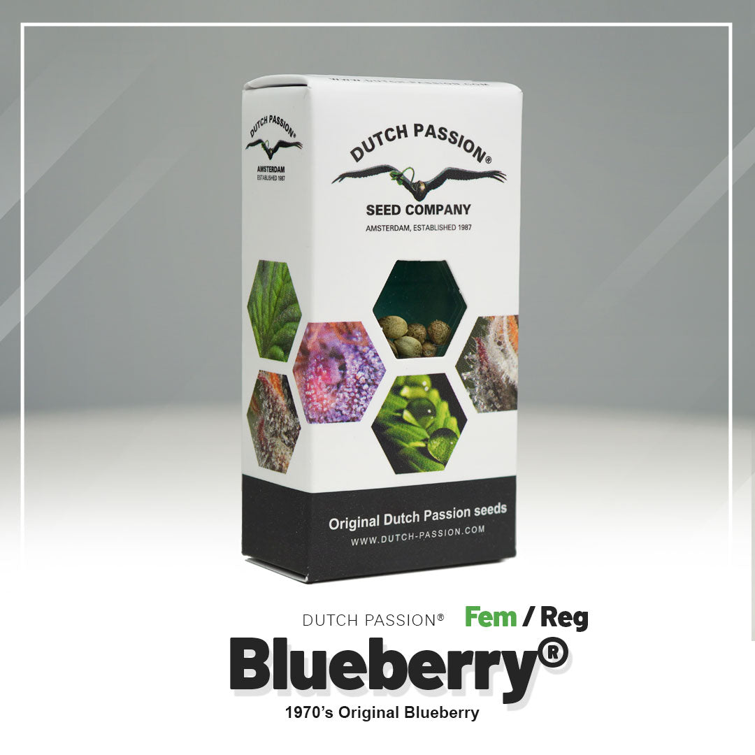 Blueberry - Feminisierte Hanfsamen Verpackung