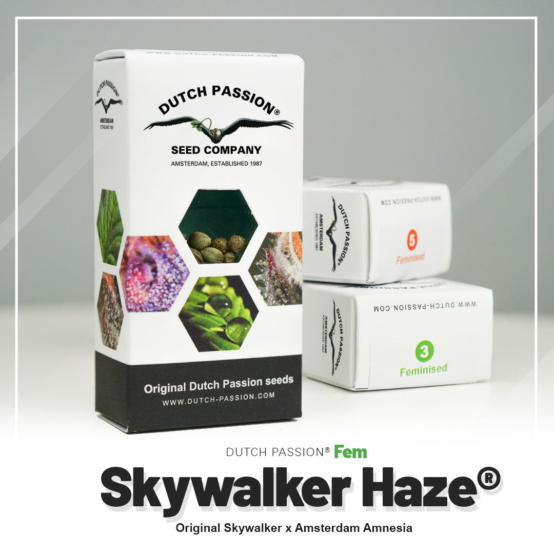 Skywalker Haze - Feminisierte Hanfsamen Verpackung