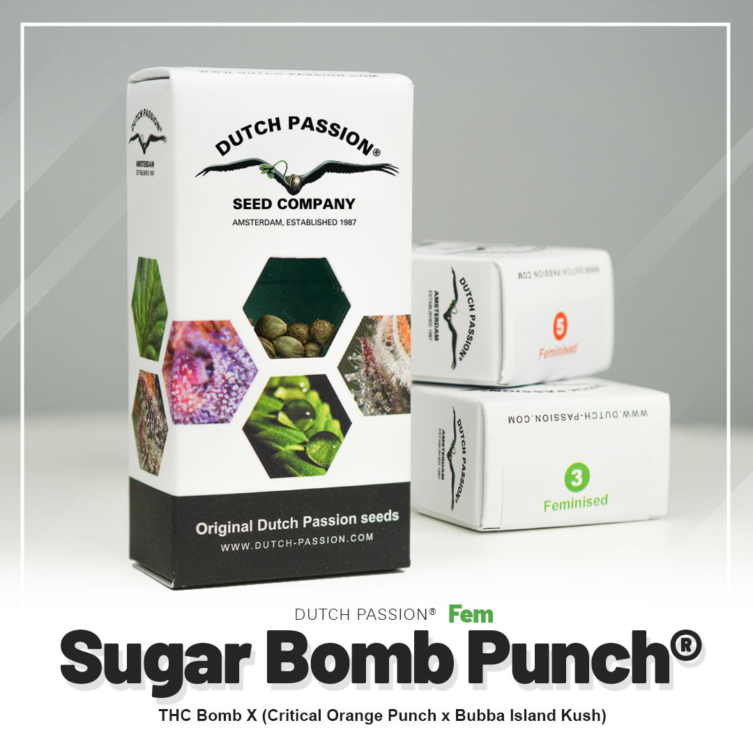 Sugar Bomb Punch - Feminisierte Hanfsamen Verpackung