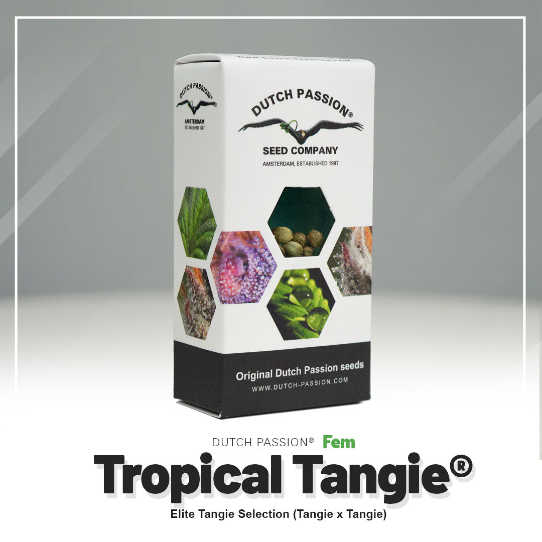 Tropical Tangie - Feminisierte Hanfsamen Verpackung