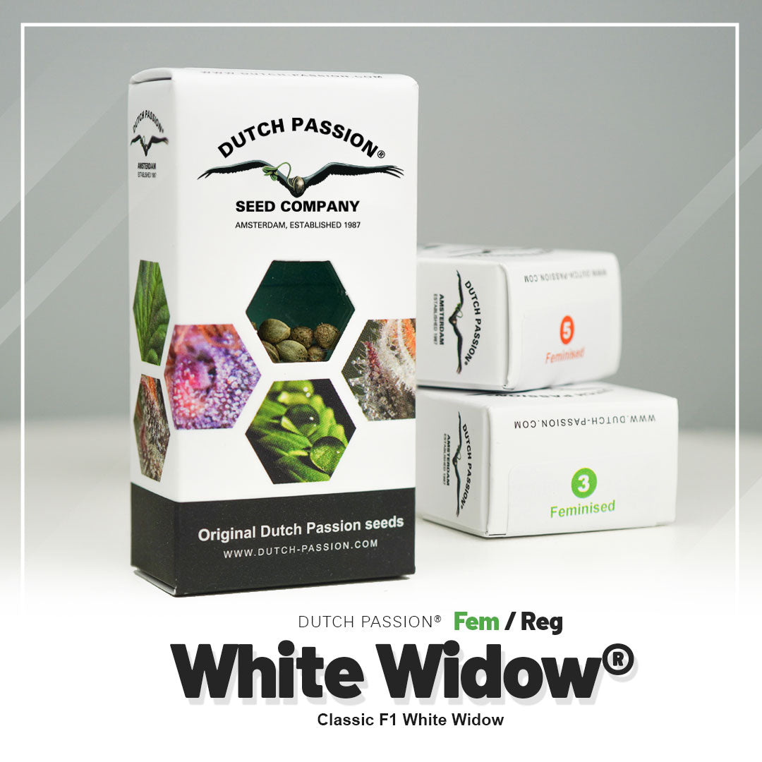 White Widow - Feminisierte Hanfsamen Verpackung